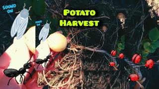 🥔 Harvesting POTATOES at home from our POTATO PATCH \\ FANTASTIC INFORMATION on POTATO SCAB 🥔 [upl. by Leo99]