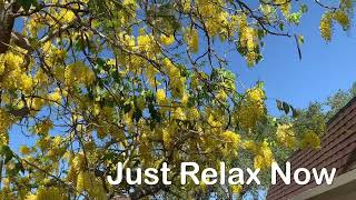 Golden shower Tree in full Bloom [upl. by Frohman]