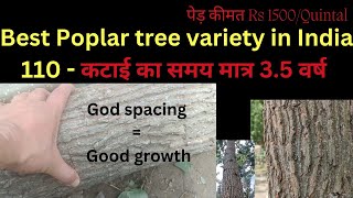 Best poplar tree variety India Rs 1500quintal harvest 35 years [upl. by Zel]