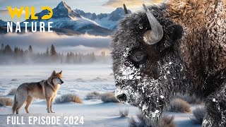 WILD YELLOWSTONE  Ruthless Predators and Majestic Wilderness  Nature animal documentary [upl. by Anavas]