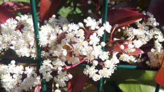 Fleurs de photinia photinia xfraseri réd robin [upl. by Hebe]