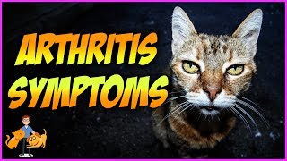 Top 10 Symptoms of Arthritis in Cats  Signs of Pain [upl. by Nemad]