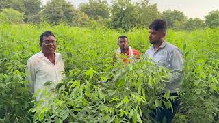 SCT वैदिक दाणेदार खतांचे अफलातून रिझल्ट पाहून शेतकरी हैराण  तुर पिकात आश्चर्यकारक रिझल्ट ‼️ [upl. by Eetse]