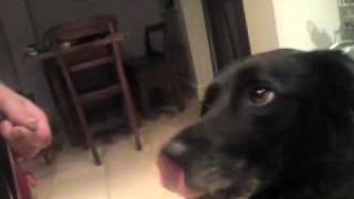 Homeopathy works for me  A cyst in a dogs eye went away after using homeopathy [upl. by Baptist907]