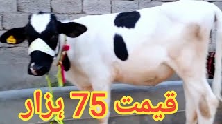 Mumtaz Khan Dairy Farm Attock  4 Friesian Jersey Heifers For Sale Today In Punjab Pakistan [upl. by Naux264]