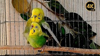 budgie mating soundsCrazy love game budgies birds parrot pets [upl. by Valerie]