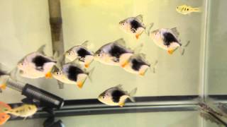 Myleus sp Blackberry  Super Red Severums  Cichla Kelberi  Tigrinus Catfish 05282013 [upl. by Tinya]