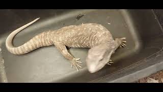 Healthy savannah monitor male everts hemipenes looking for female [upl. by Onida]