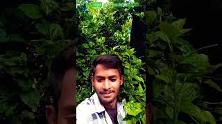 🔥🔥Jeyara🌴🌴 ke Jaare raha 🪴🪴🔥🔥Ho🌿🌿 youtubevira youtubesort video😇😇 [upl. by Donavon]