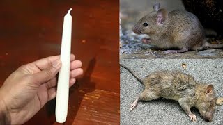 MAGIC CANDLE  How To Kill Rats Within 10 minutes  Home Remedy  Magic Ingredient  Mr Maker [upl. by Damick]