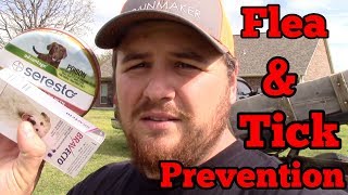 Flea and Tick Prevention for Dogs [upl. by Dorrej178]