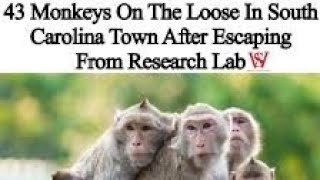 quotThe Great Escape Dozens of Monkeys Flee South Carolina Breeding Facilityquot [upl. by Hardin]