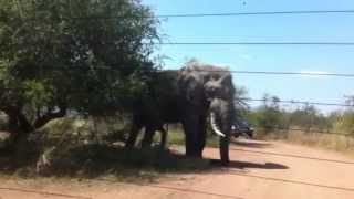 Elephant charging our car in the Pilanesberg Game Reserve [upl. by Kalin510]