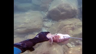 Epic  I Caught Two Impressive Cuttlefish in One Shot [upl. by Ynahpit]