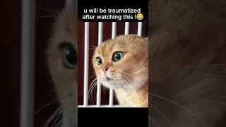 U will be traumatized after watching this😂animals shortsyt [upl. by Aniahs938]