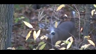 2011 Longbow Whitetail Deer Hunt  my biggest traditional recurve huge buck kill rattling horns [upl. by Hervey]