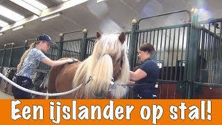 Een dag met een ijslander  PaardenpraatTV [upl. by Wernda375]