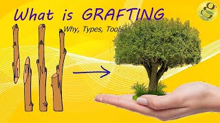 What is Grafting  MethodsTechniquesBenefits of Grafting  Grafting Tools [upl. by Veda747]