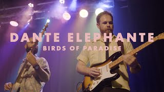 Dante Elephante  Birds of Paradise LIVE  quotBack in Santa Barbaraquot [upl. by Enomas330]