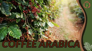 COFFEE ARABICA Information amp Growing Tips [upl. by Herring]