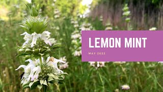 Lemon Mint  Plant of the Month [upl. by Thetos716]