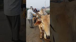 Proud to be desi farminglife punjabisong punjab song music farming punjabimusic [upl. by Rhianon644]