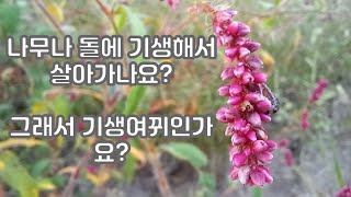 기생 여뀌 Reddish marsh smartweed 왜 향여뀌라고 부릅니까 여뀌가 나무와 돌에서 기생해서 살아가나요 마디풀과 한해살이풀 한국의 여뀌 종류입니다 [upl. by Aniham890]