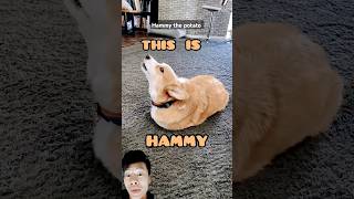 Hammy the potato ❤️😀 funny shortsviral [upl. by Ramor]