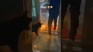 Happy diwali sar ana dog diwalispecal funny [upl. by Haelhsa]