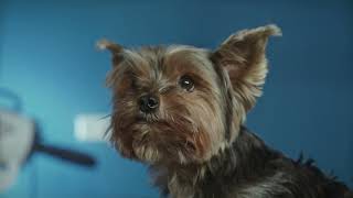 Yorkshire Terrier 101 The Ultimate Care Guide [upl. by Nelluc303]