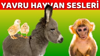 Yavru Hayvan Sesleri  Bebekler ve Çocuklar İçin Türkçe Okul Öncesi Eğitici Video [upl. by Aleik]