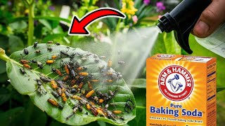 How To Make A Baking Soda Spray to kill Bugs Fungi Pests SUPER EASY amp CHEAP [upl. by Tyrone914]