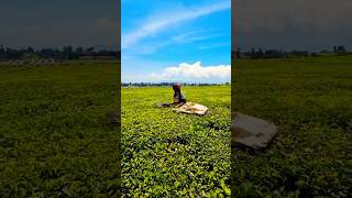 Kericho Tea Plantations in Kenya [upl. by Aridnere]