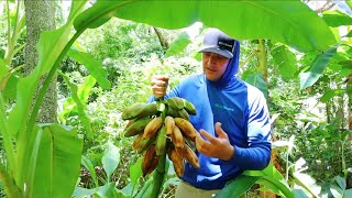 Harvesting Bananas Everything You Need To Know To Grow Your Own Fruit [upl. by Elyac585]