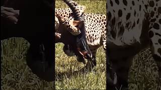 Leopard vs Antelope HeartStopping Attack You Wont Believe [upl. by Esela]