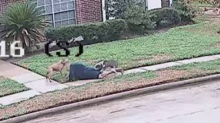 2 large pit bulls shot in Katy area after attacking 3 people including HCSO deputy [upl. by Comptom]