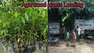 Agarwood plants Loading  Agarwood plants  oud plant Aquilaria plant  chandan plants nursery [upl. by Decima]