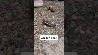 topsy and Tim the garden snails [upl. by Meihar986]