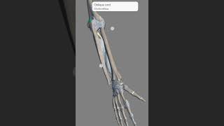 Ligament of upper limb [upl. by Sassan]