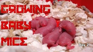 25 days of baby mice [upl. by Aniger]