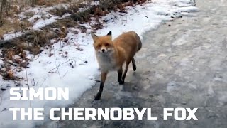 A walk in Pripyat with Simon the Chernobyl Fox [upl. by Flss982]