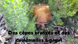 Des cèpes bronzés et des coulemelles à gogo [upl. by Nirual]