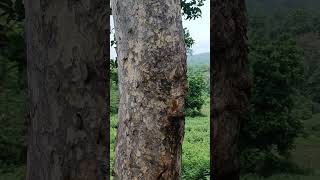 Bark of Anogeissus latifolia from Rourkela Forest Division Odisha rourkela odisha forest [upl. by Marrin348]