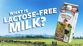 What is Lactose Free milk  Ask Organic Valley [upl. by Dnalerb]