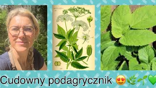 Podagrycznik zobaczcie co on potrafi  😍🌱🌿🌱🌿💚 [upl. by Banyaz]