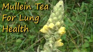 Easy To Make amp Healthy Mullein Tea [upl. by Rorke748]