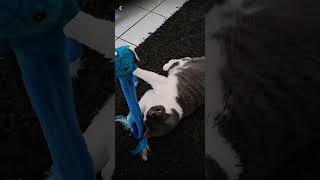 Nala kann Mann nur Lieben viral cat catlover sweet like [upl. by Delmor]