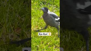 Australian Magpie Sound A Captivating Aussie Icon  Mummas Calling Gotta Run [upl. by Sommers14]