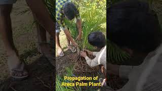 Propagation of Areca Palm arecapalm gardeningforsure arecapalmpropagation [upl. by Amsa]