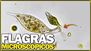 Compilado de momentos inusitados do mundo microscópico PARTE 3 [upl. by Nivel]